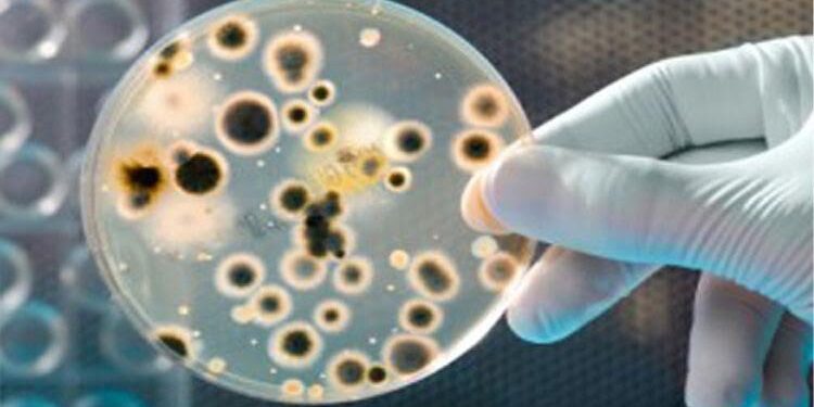 Rising Demand for Anti-Microbial Preservatives in the Food Industry to Augment Market Growth