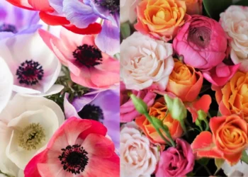 Why are flowers gifted on valentines