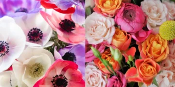 Why are flowers gifted on valentines