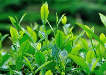 Tea Tree Oil: Unlocking the Top 10 Benefits and Uses