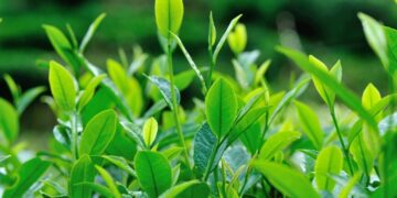 Tea Tree Oil: Unlocking the Top 10 Benefits and Uses