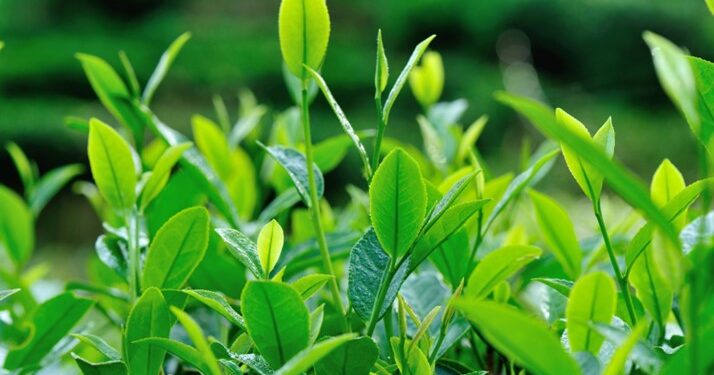 Tea Tree Oil: Unlocking the Top 10 Benefits and Uses