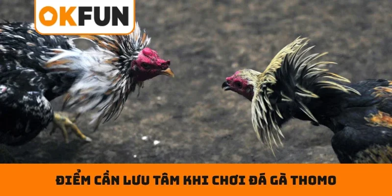 Điểm cần lưu tâm khi chơi đá gà Thomo